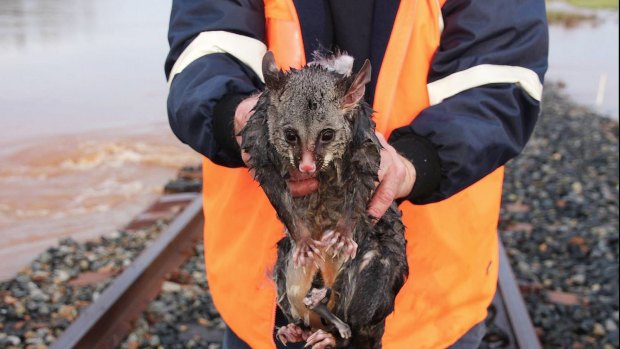 Paddles the possum needed saving in floodwaters near Ungarie, west of Forbes.