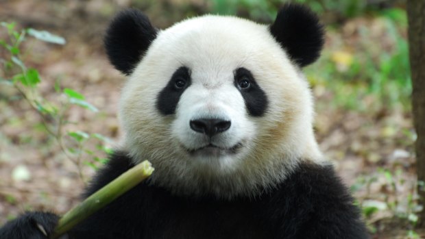 A resident of the Panda Research Centre in Chengdu.