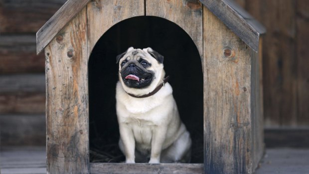 Funny pug dog in the dog house Thinkstock your home features dog house dog people generic