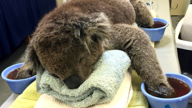 Jeremy the koala being treated for burns to his paws.