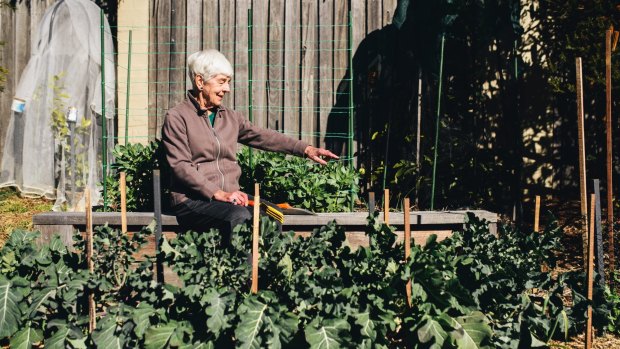 Jean Groves tending to her sprouting broccoli