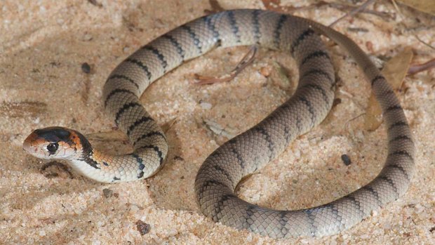 Newly hatched brown snakes can pose a threat to humans, a FAWNA volunteer said.