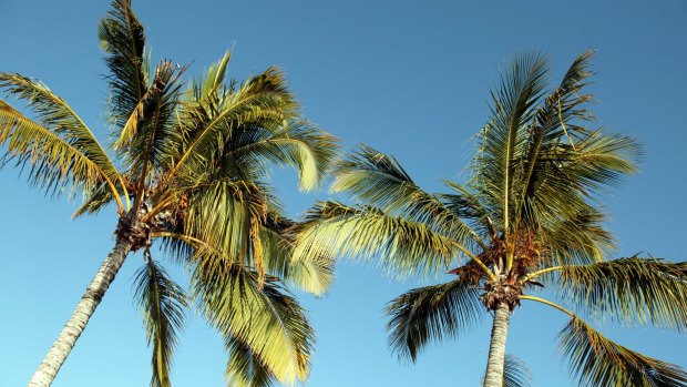 A woman died in Cairns Hospital after a palm tree fell on her.