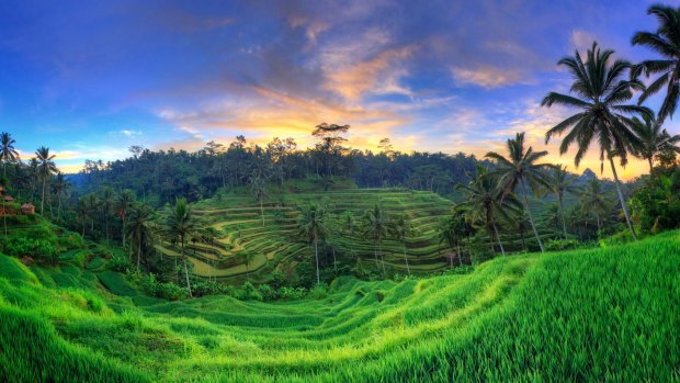 Ceking Rice Terraces in Ubud.