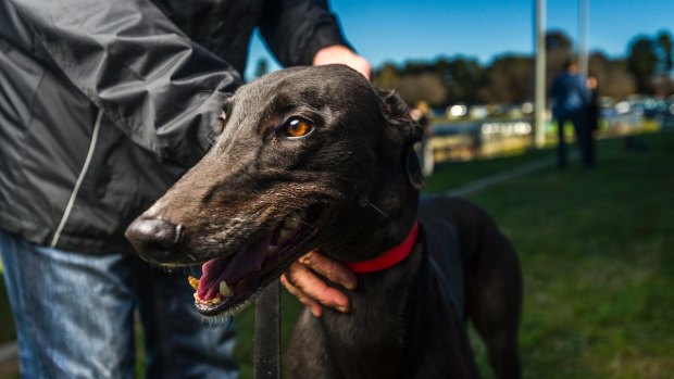 The Canberra greyhound industry says it will knock back a $1 million transition offer from the ACT government and will fight the ban in court.