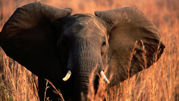 Poachers have become increasingly desperate and violent in Africa. 