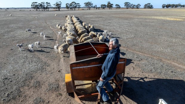 John Vanston feeding his sheep by hand back in 2015. These days they don't need his help 