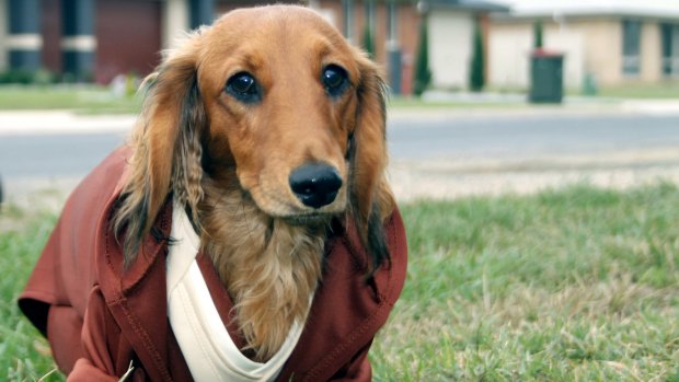 Jedi dachshund Obi-Wan, who will be taking part in dachshund races at the Bungendore Show on the weekend.