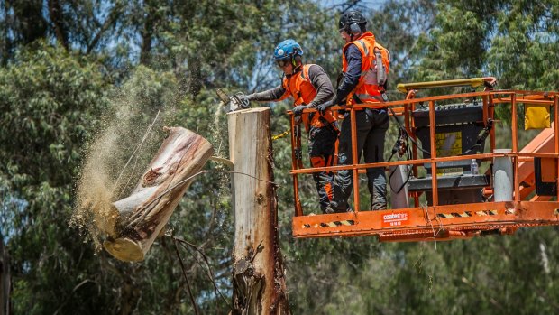 Workers fell the eucalypts along Northbourne Avenue in December.