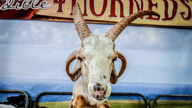 This rare African four-horned sheep was a popular attraction at the 2015 Sydney Royal Easter Show.  