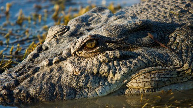 A crocodile has been euthanised following the death of spear fisherman Warren Hughes.
