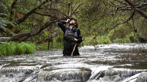 Not the muddy brown city Yarra: Christian Taylor with his camera affixed to his backpack (above his head) in the upper reaches of the Yarra near McMahons Creek, east of Warburton. 