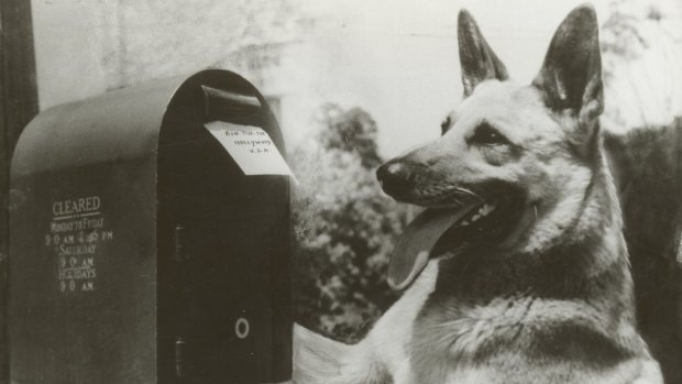 Made between 1954 and 1959, the US series The Adventures of Rin Tin Tin was a staple of Australian TV well into the 1970s.