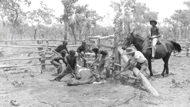 Aboriginal stockmen in the Northern Territory in 1954. It was illegal to pay Indigenous workers until the 1960s.
