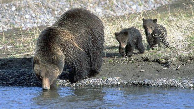 A mother grizzly and her cubs at a stream in Yellowstone National Park (National Park Service) -- EDITORIAL USE ONLY -- .
