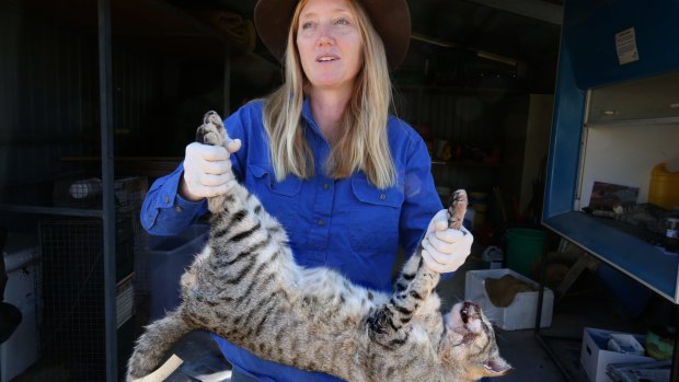 Feral cats have become a pest problem around Australia.
