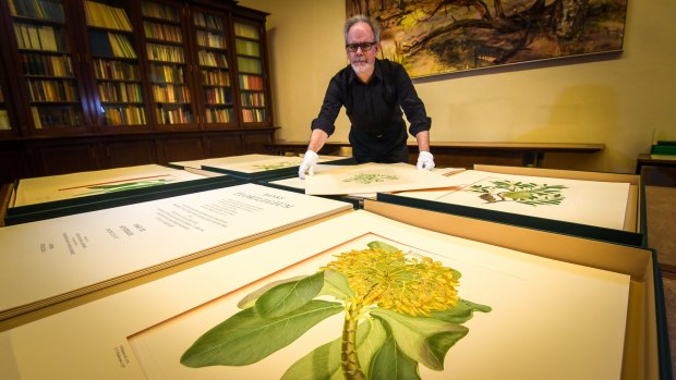 Des Cowley with some of the prints made from the original copper plates produced after Captain Cook's Endeavour returned from the Pacific. 
