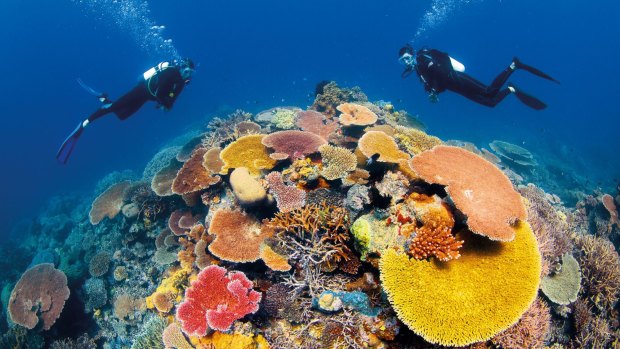 Diving in The Great Barrier Reef.