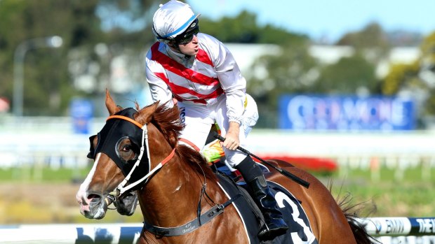 Ready to shine: Star Turn is in great shape to take on the best in the Coolmore Stud Stakes at Flemington on Saturday.