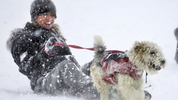 The Speights Dog Derby is a highlight of the Queenstown Winter Festival.