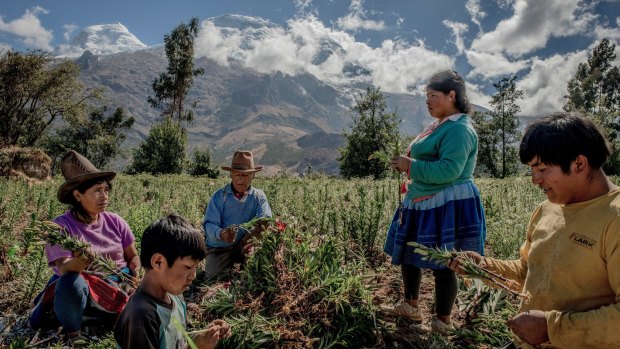 A Quechua family harvests flowers at the foot of Huascaran, Peru, in the Cordillera Blanca region, where greenfields have been planted..