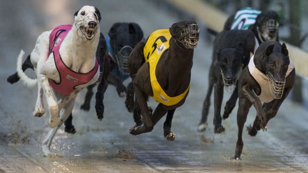 Greyhound racing in NSW has no independent regulator with power to root out criminal and unethical practices. 