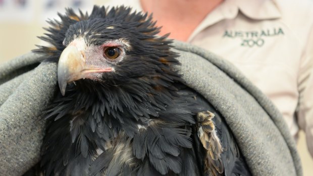 Brady the wedge-tailed eagle was caught in a feral animal trap at Gympie.