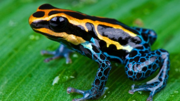 The Amazon dart frog is a  bright, colourful frog species found across the Amazon.