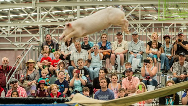 Corker porker takes a dive at the Bendigo Agricultural Show.