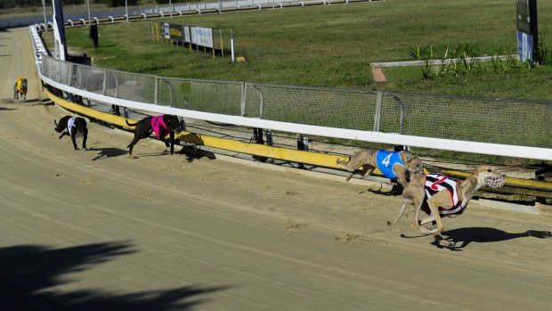 Chief Minister Andrew Barr has said greyhound racing has no future in the ACT. 