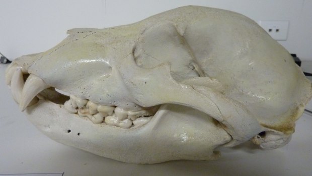 The brown bear skull.