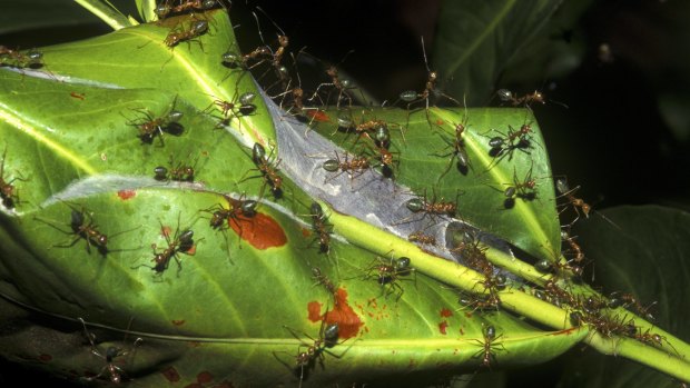 The uibiquitous green tree ant.