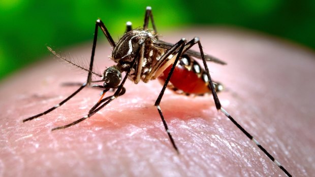 Dengue fever is spread by certain types of mosquitos and can be fatal.