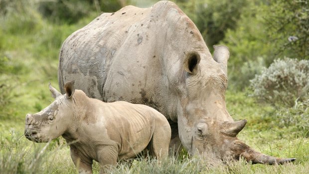 White rhino mother and baby at Shamwari Game Reserve. Not the same pair seen by the author, but just as picture perfect.