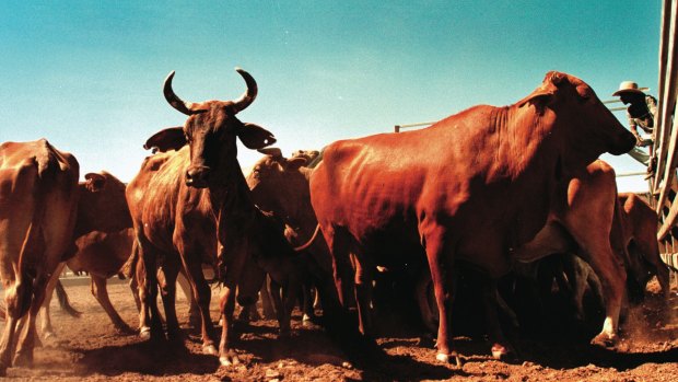 One element of the Northern Australia White Paper is extra support for the cattle industry costing up to $100 million.