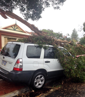 This Subaru was badly damaged by a falling tree in Mount Hawthorn.