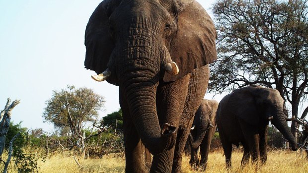 Hwange National Park is known for its huge elephant population. 