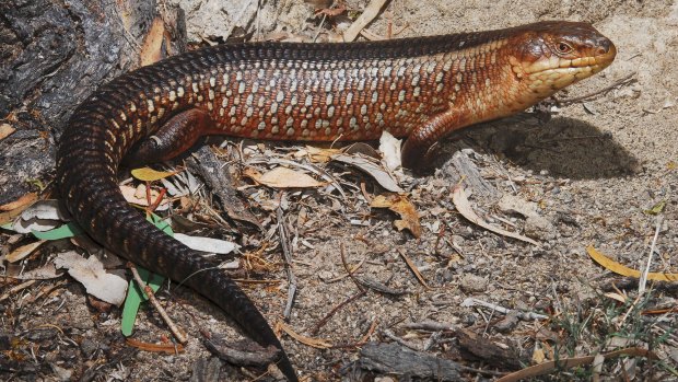 Opponents say the yakka skink is threatened by the mine.