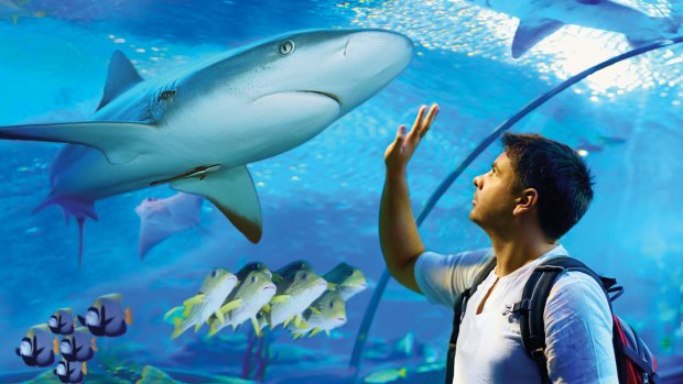Get close to a shark in an oceanarium tunnel at Cairns Aquarium.
