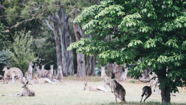 Kangaroos at Weston this week in the government's fertility trial. The ACT government has launched a new kangaroo management plan.