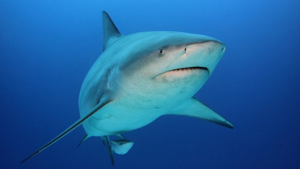 Bull sharks have been seen in the canals at Twin Waters.
