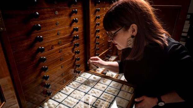 Bec Carland, a Melbourne Museum senior curator, with collector H.L. White's never-before-seen collection of 13,000 birds' eggs.