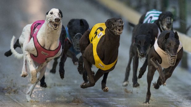 An inquiry is being held into the greyhound racing industry. 