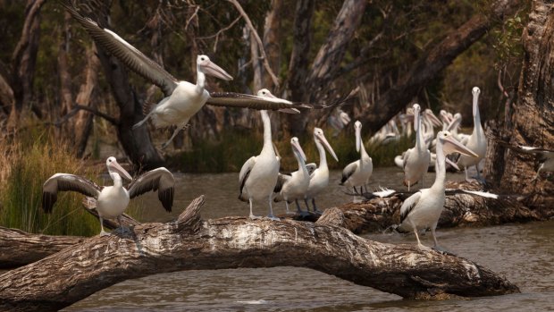 Pelicans on the Murray.