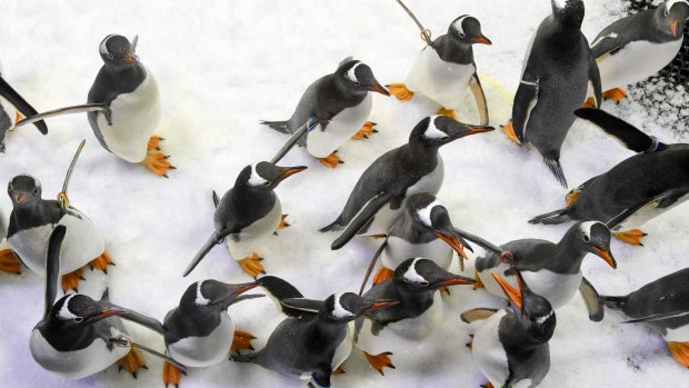 New penguin exhibit at Sydney Aquarium.