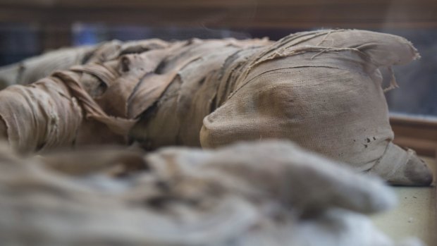 A mummified lion is displayed after it was excavated in Saqqara, south of Cairo.
