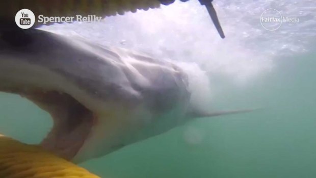 A great white shark lunges at a cage of divers off South Africa.