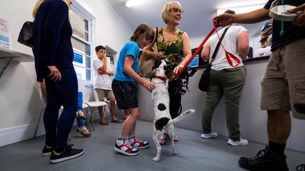 Jack Russell Ophelia jumping for joy after being reunited with owners Janine Turner and Lewis Hook at the Lost Dogs' Home.