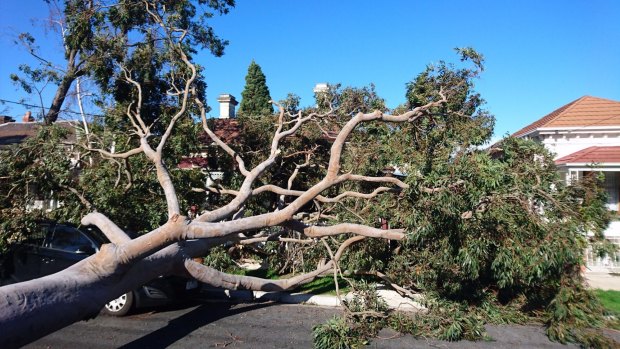 A large tree fell on a house in Brunswick due to high winds. 