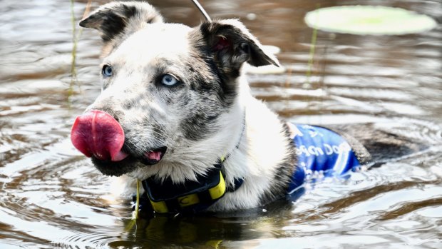 Bear, the koala detection dog searched scorched bushland in Queensland and New South Wales for surviving koalas during the Black Saturday bushfires. 
